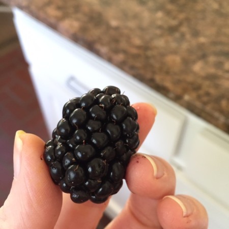 Blackberry